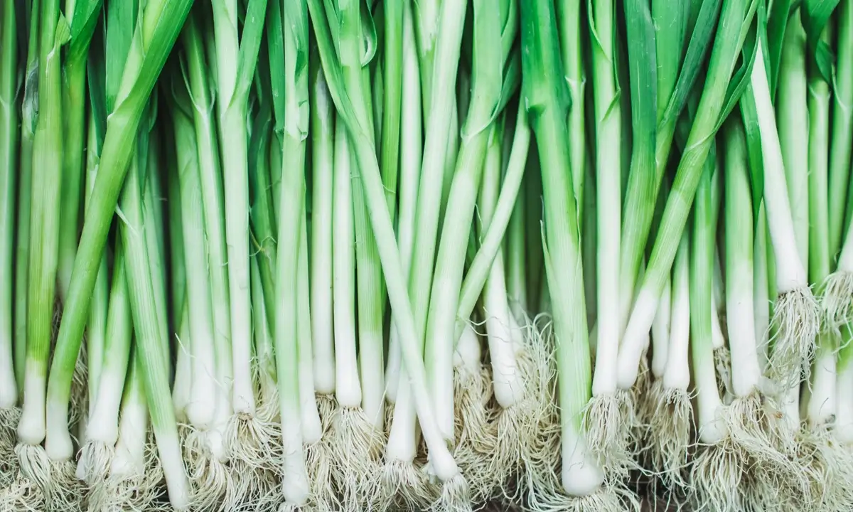 Spring Onions