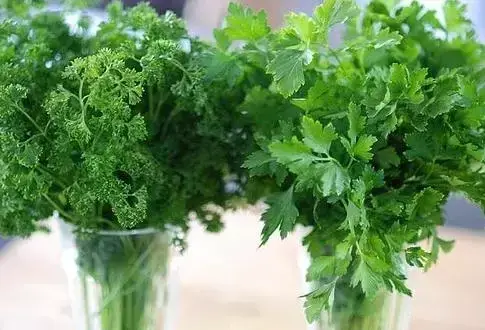 Coriander / Currly,Flat Parsley